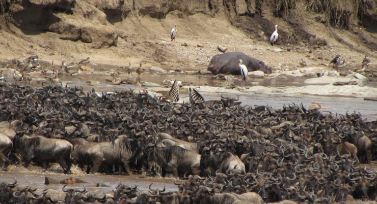 Masai Mara Game Drive